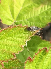 Plagiognathus obscurus