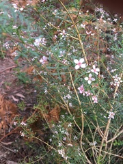 Cyanothamnus anemonifolius variabilis