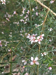 Cyanothamnus anemonifolius variabilis