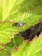 Plagiognathus obscurus