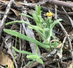 Podotheca angustifolia