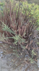 Artemisia monosperma