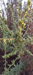 Artemisia monosperma