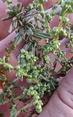 Artemisia monosperma