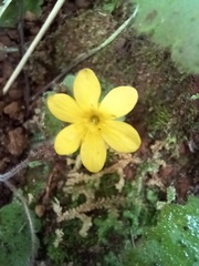 Sibthorpia peregrina