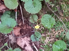 Sibthorpia peregrina