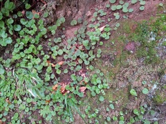 Sibthorpia peregrina