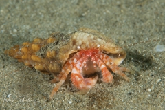 Lophopagurus nanus