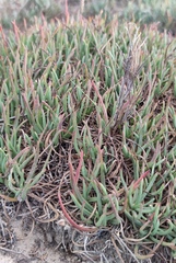 Plantago crassifolia