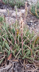 Plantago crassifolia