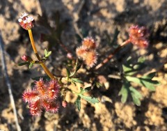 Trachymene cyanopetala
