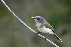 Platysteira peltata peltata