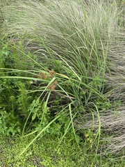 Cyperus ligularis image