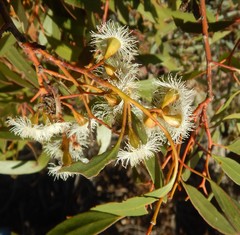 Eucalyptus calycogona