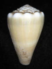 Conus sanguinolentus