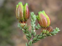 Diosma apetala