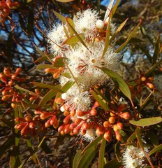 Eucalyptus calycogona