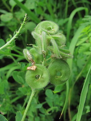 Medicago glomerata