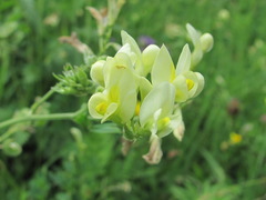 Medicago glomerata