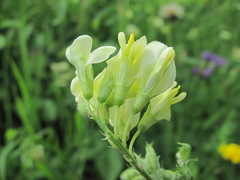Medicago glomerata