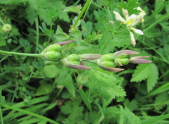 Medicago glomerata