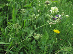 Medicago glomerata