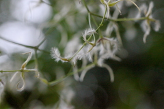 Clematis meyeniana