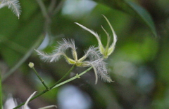Clematis meyeniana
