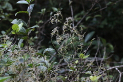Clematis meyeniana