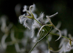 Clematis meyeniana