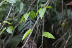Clematis meyeniana
