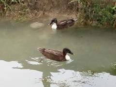 Anas platyrhynchos domesticus