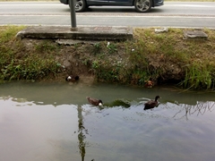 Anas platyrhynchos domesticus