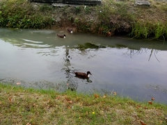 Anas platyrhynchos domesticus