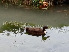 Anas platyrhynchos domesticus