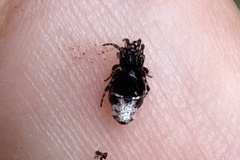 Cyclosa argenteoalba