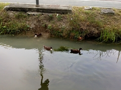 Anas platyrhynchos domesticus