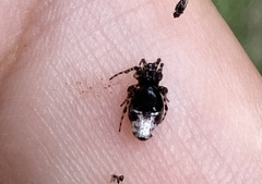 Cyclosa argenteoalba