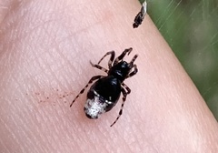 Cyclosa argenteoalba