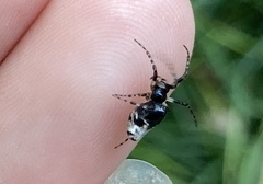 Cyclosa argenteoalba