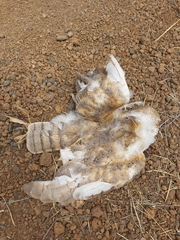 Tyto alba delicatula