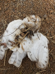 Tyto alba delicatula