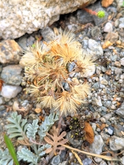 Jacobaea incana