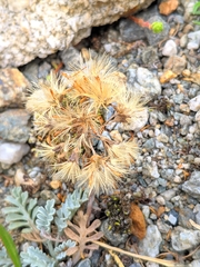 Jacobaea incana