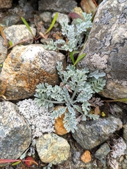 Jacobaea incana