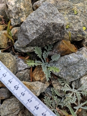 Jacobaea incana