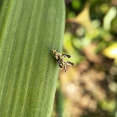 Spathulina acroleuca