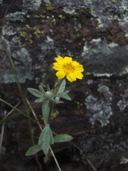 Eriophyllum congdonii