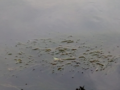 Potamogeton natans