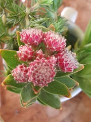 Leucospermum bolusii